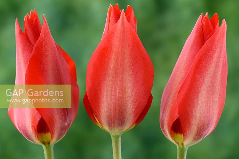 Tulipa undulatifolia  'Clare Benedict'  - Tulipa 'Clare Benedict' 