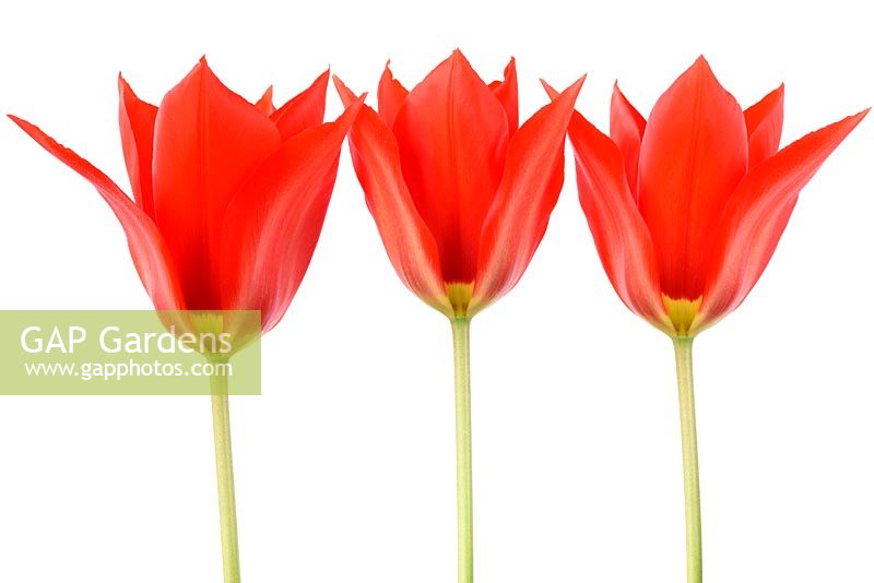 Tulipa undulatifolia 'Clare Benedict'