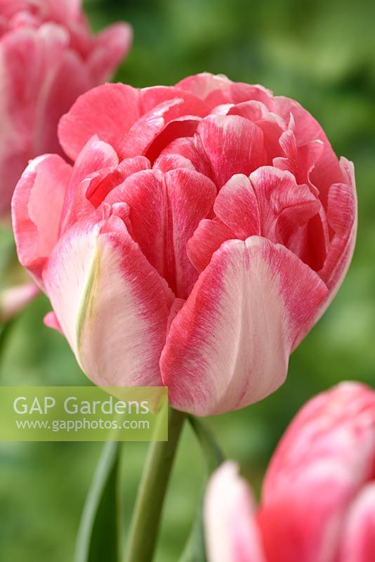 Tulipa 'Foxtrot' AGM - Double Early Group 