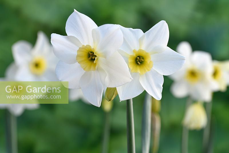 Narcissus 'Lieke' - Daffodils