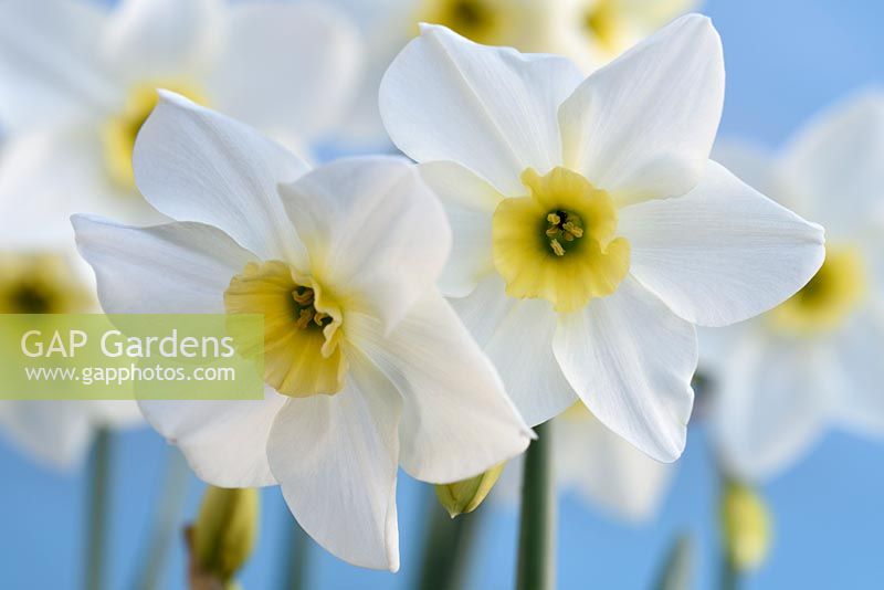 Narcissus 'Lieke' - Daffodils