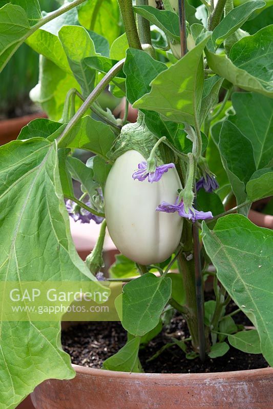Solanum melongena - Aubergine 'Clara' plant fruiting in pot. 