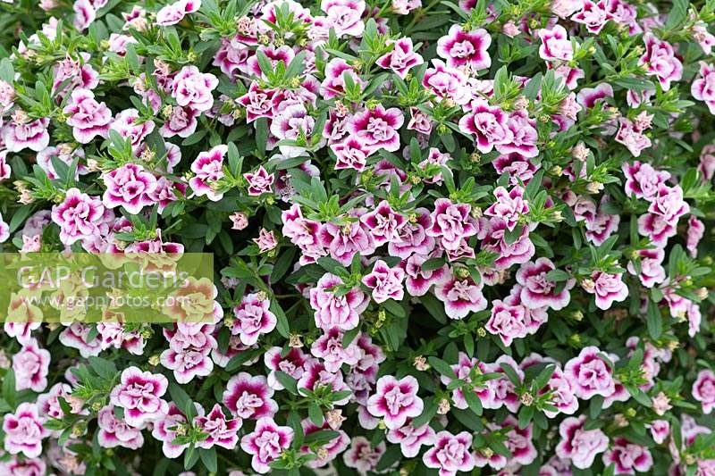 Calibrachoa 'Can Can Double Pinktastic' in a hanging basket - Double flowered Calibrachoa