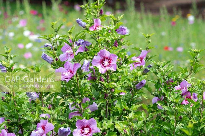 Hibiscus syriacus 'Maike' - Rose of Sharon 'Maike'