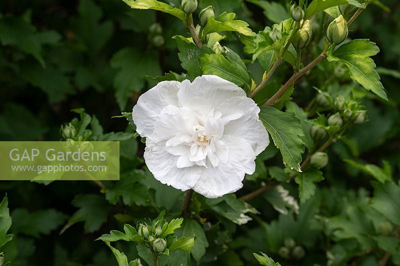Hibiscus syriacus 'White Chiffon' - Rose of Sharon 'White Chiffon'