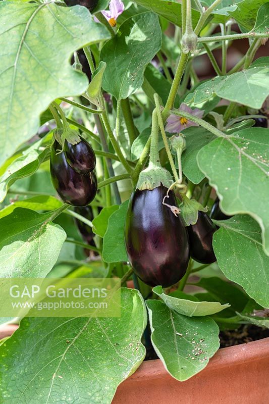 Solanum melongena - Aubergine 'Kaberi' plant fruiting