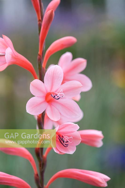 Watsonia galpinii 'Pale Pink' - Bugle Lily