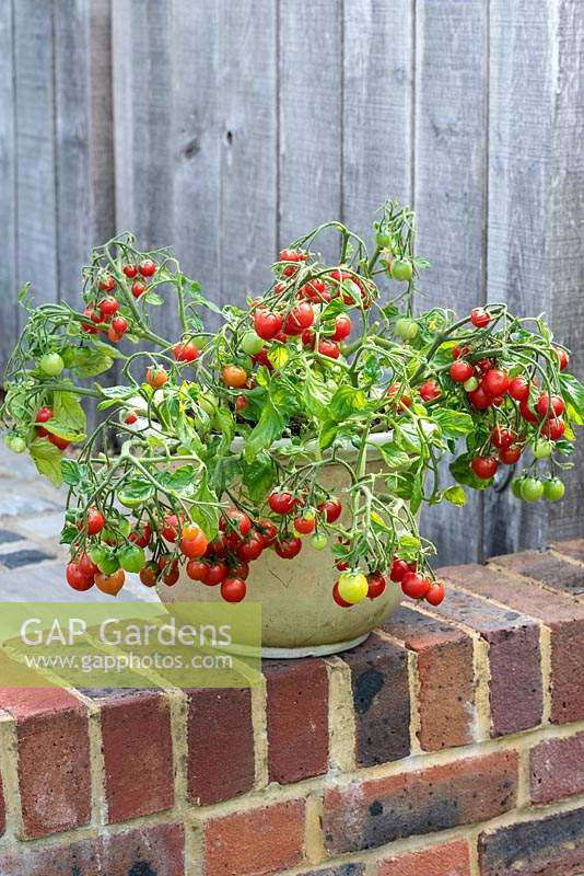 Tomato 'Tumbling Tom', a trailing tomato plant with clusters of small red cherry tomatoes cascading over the side.