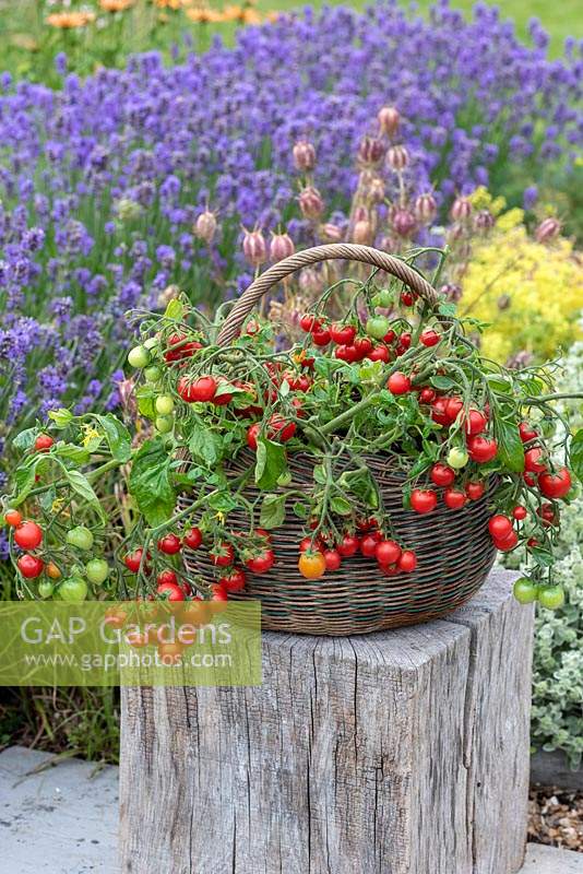 'Tumbling Tom' - a trailing tomato plant with clusters of small red cherry tomatoes cascading over the sides of a basket.