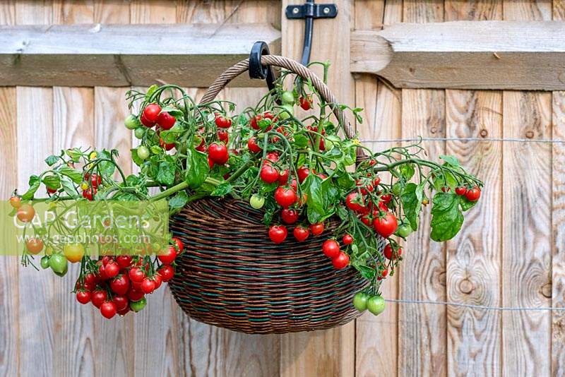 'Tumbling Tom' - a trailing tomato plant with clusters of small red cherry tomatoes cascading over the sides of a basket.
