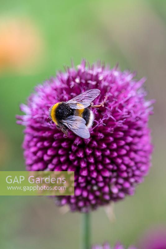 A bee feeds from Allium sphaerocephalon - Drumstick Allium
