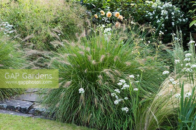 Pennisetum orientale - Oriental Fountain Grass - an ornamental tufted perennial grass with bristly, brown panicles. 