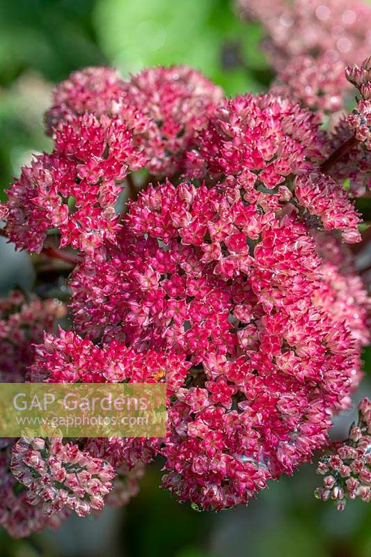 Hylotelephium 'Red Cauli' - Stonecrop 'Red Cauli'