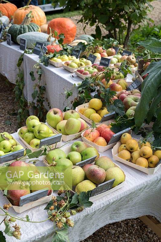 Malus Domestica - Autumn apple display at Daylesford Organic farm shop autumn festival