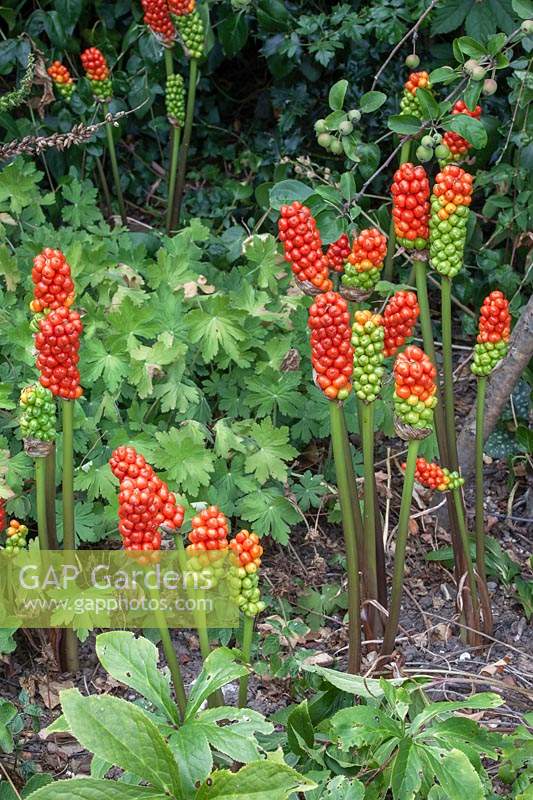 Arum maculatum - Lords and Ladies with ripening fruit