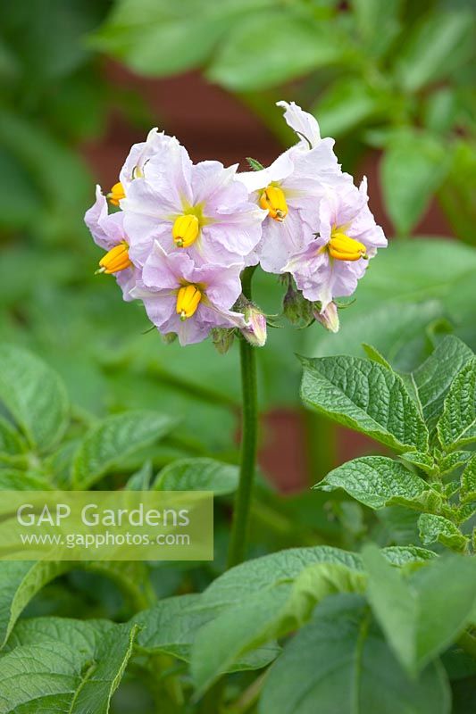 Flowers of Solanum tuberosum - Potato 'Charlotte' 