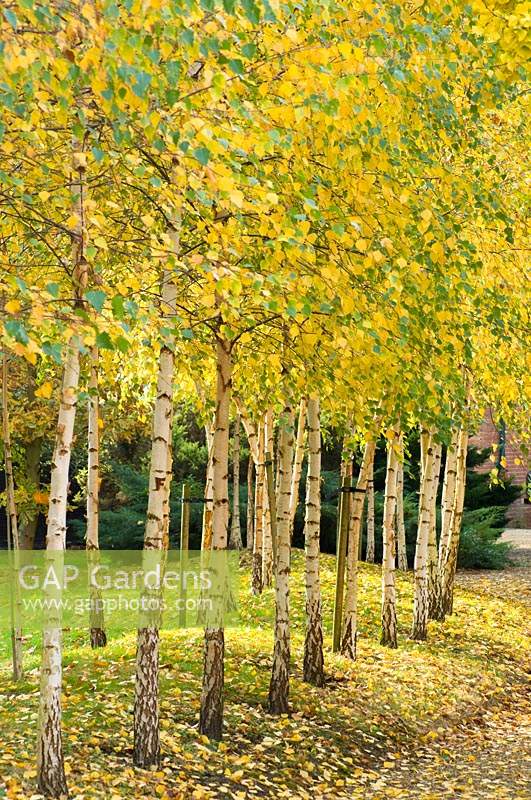 Betula - Silver Birch trees with yellowing leaves