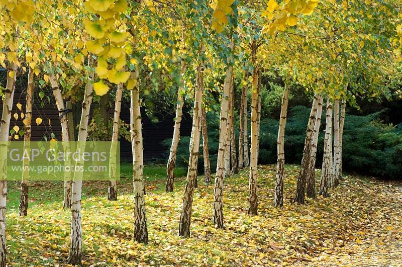 Betula - Silver Birch trees with yellowing leaves. 