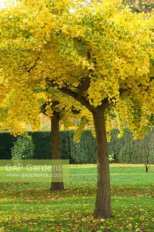 Gingko tree showing autumnal colour.