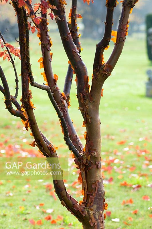 Acer griseum - Paperbark maple