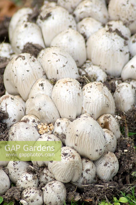 Mushrooms - fungi 
