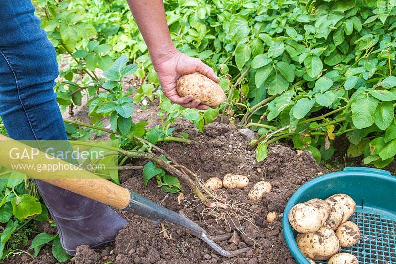 Woman digging up potatoes 'Ulster Prince' with a fork. 