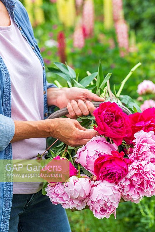 Woman with basket of newly picked Paeonia - Peonies. 