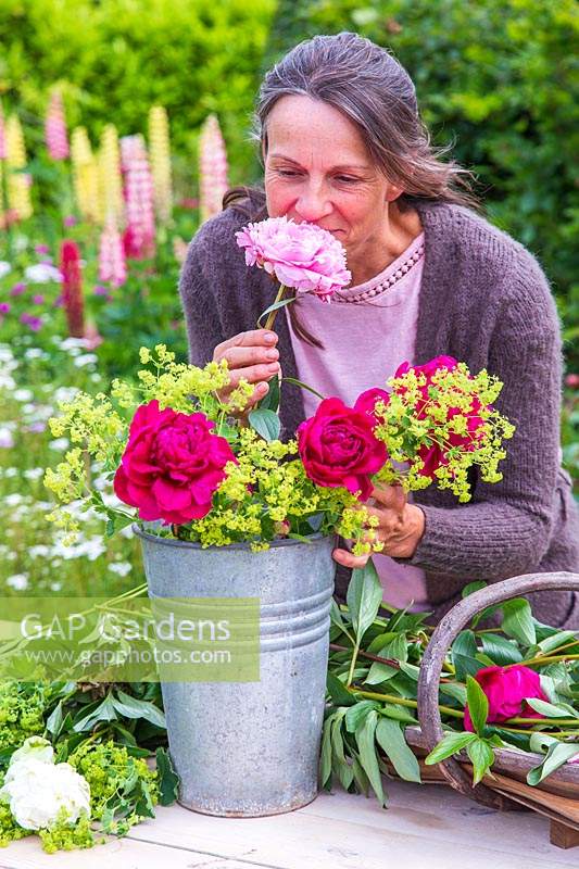 Woman enjoying the scent of newly picked Paeonia - Peony. 