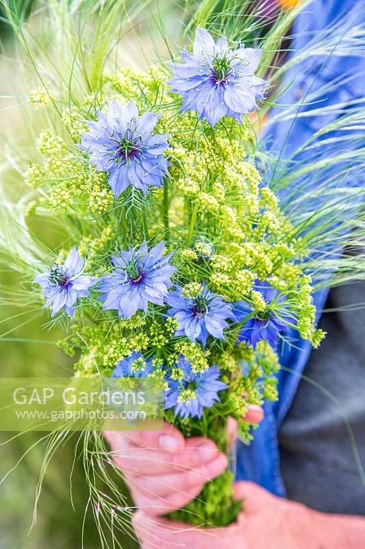 Woman holding bunch of Nigella, Parsley seedstands and Stipa tenuissima.
