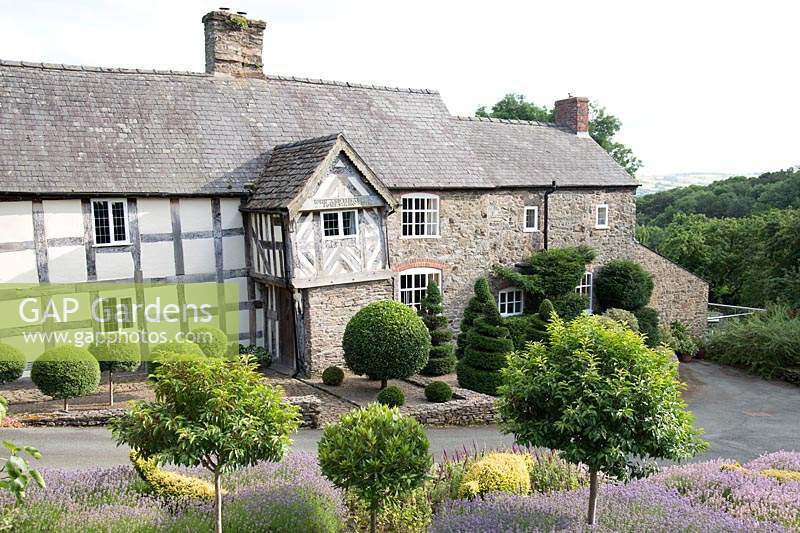 View of the front garden with topiary and lavender of C17 Hurdley Hall, Powys, UK.