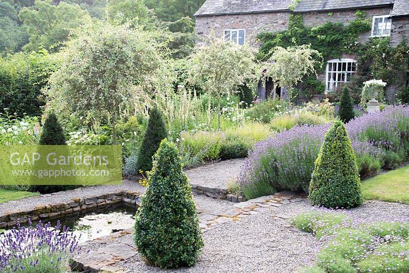 Taxus - Yew topiary cones growing by small pond in country garden. Hurdley Hall, Powys, UK. 
