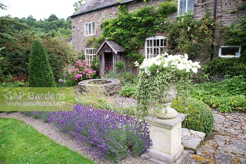 Country cottage garden, with topiary cone, classic urn and row of Lavandula - Lavender. Hurdley Hall, Powys, Wales, UK. 