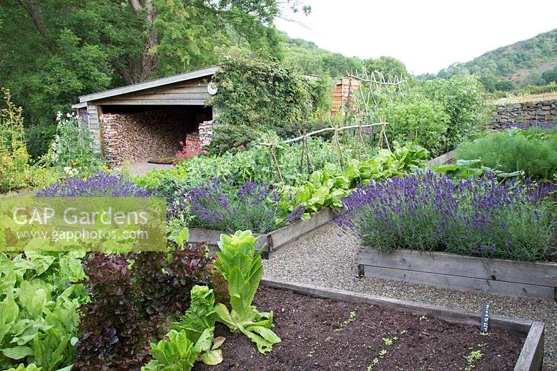 Kitchen garden with raised beds planted with vegetables, Lavandula angustifolia 'Hidcote' and log store. 