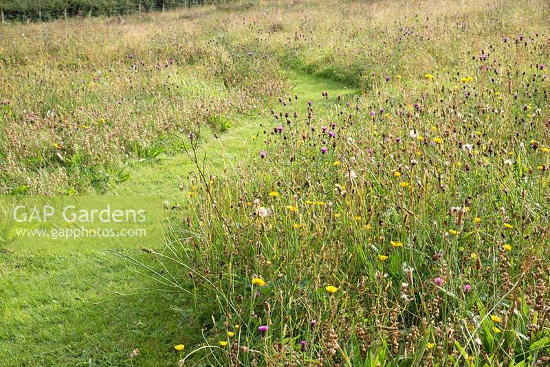 A mown path through a 'Coronation Meadow' planted with wildflowers at Hurdley Hall Powys, Wales, UK.
