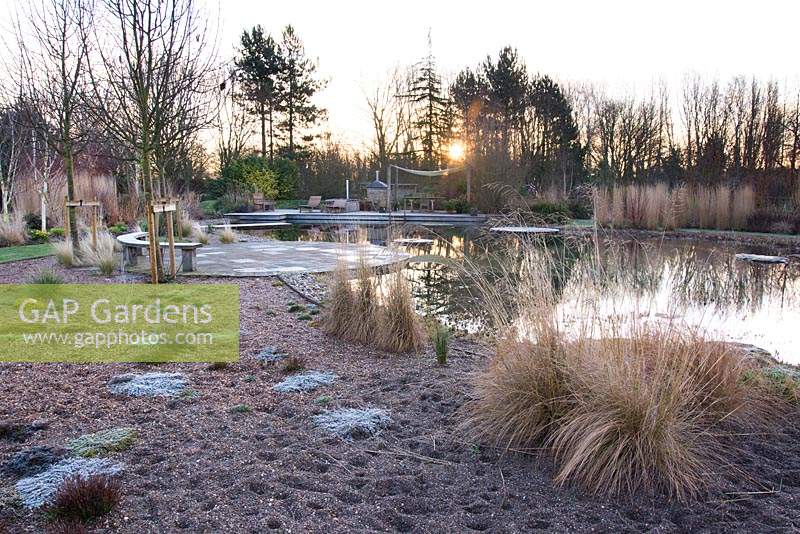 Natural swimming pool surrounded by grasses, willows and Cornus. Ellicar Gardens, Doncaster, UK.