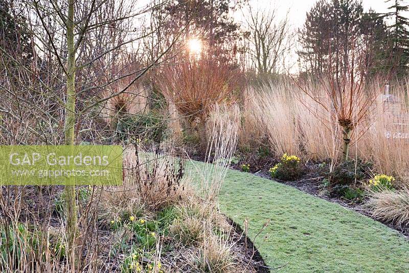 Curved borders with Salix alba var. vitellina 'Britzensis', grasses and small early bulbs at Ellicar Gardens, Doncaster, UK. 