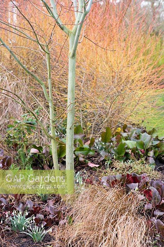 Red leaves of Bergenia with Carex comans, Galanthus - Snowdrops growing under a Acer capillipe - Snakebark Maple, at Ellicar Gardens, Doncaster, UK.