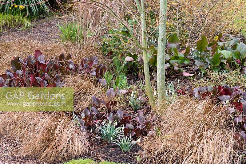 Red leaves of Bergenia with Carex comans, Galanthus - Snowdrops growing under a Acer capillipe - Snakebark Maple, at Ellicar Gardens, Doncaster, UK.
