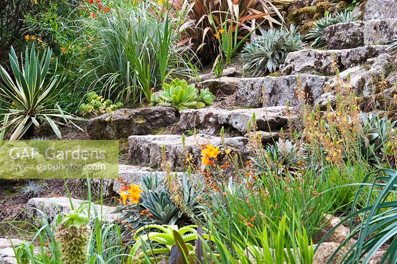 Stone steps leading down steeply sloping garden, with Bulbine frutescens, celmisias and succulents lining alongside.