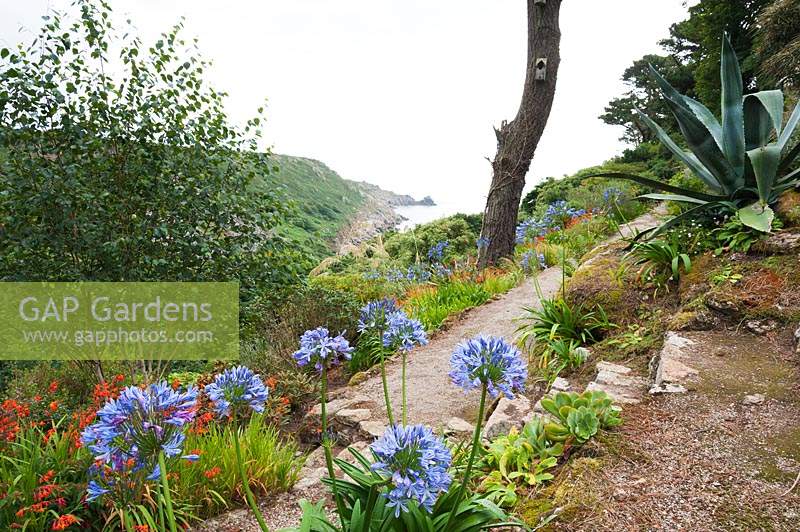 Agapanthus and Crocosmia line a garden path with views down to Lamorna Cove and the sea beyond. 