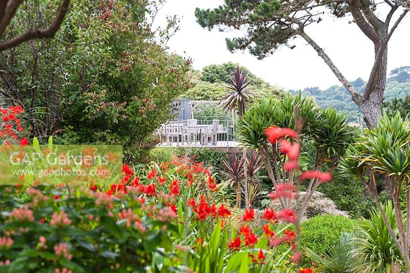 Terrace framed by cordylines, crocosmias, hypericums and Watsonia.