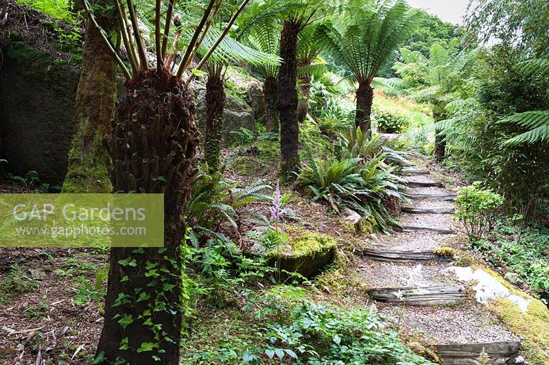 A group of Dicksonia antartica - Tree ferns, beside steps leading down the steeply sloping garden.
