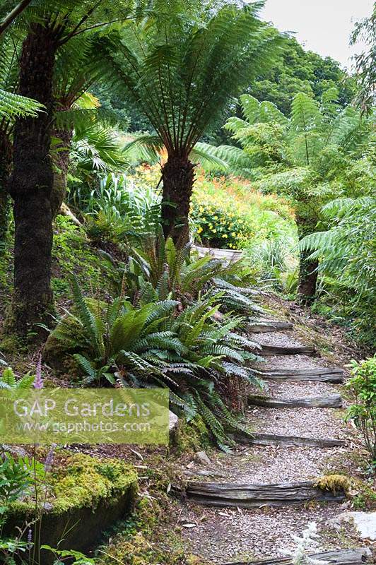 A group of Dicksonia antartica - Tree ferns, beside steps leading down the steeply sloping garden.
