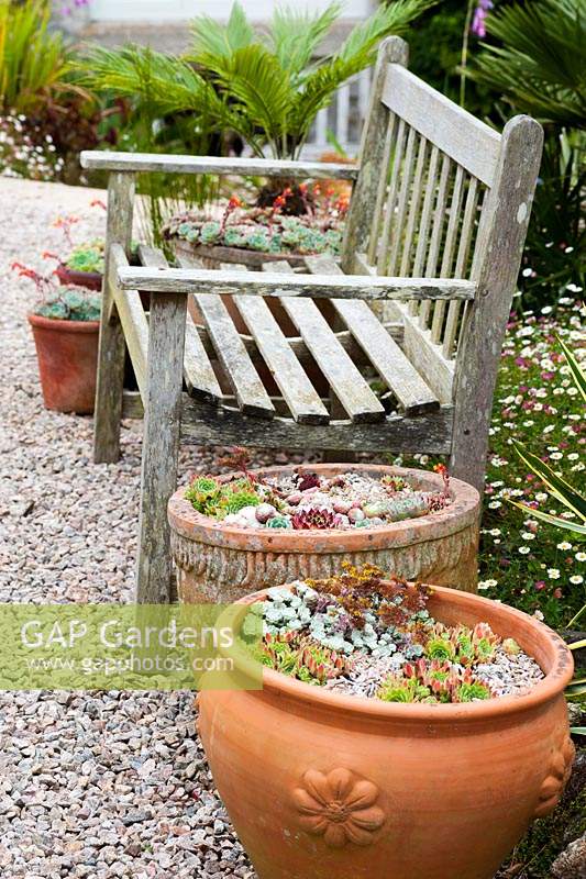 Wooden bench framed by terracotta pots of succulents including sempervivums and sedums.