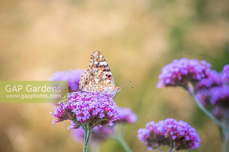 Vanessa cardui - Painted Lady Butterfly on Verbena bonariensis - Purple Top