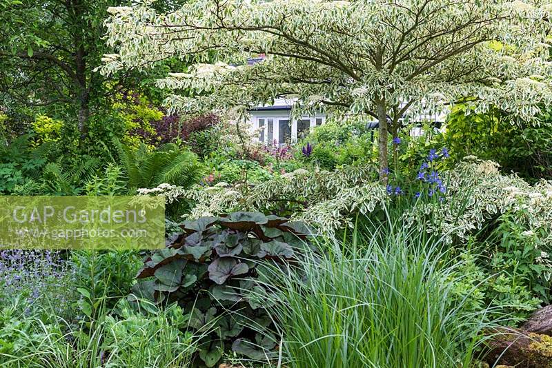 Cornus controversa 'Variegata' - Wedding cake tree - underplanted with irises, Ligularia and ferns.