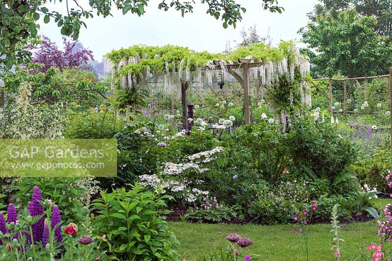 A pergola dripping with Wisteria floribunda 'Alba', a fragrant Japanese wisteria, and edged in borders of white flowers: alliums, poppies and lupins.
