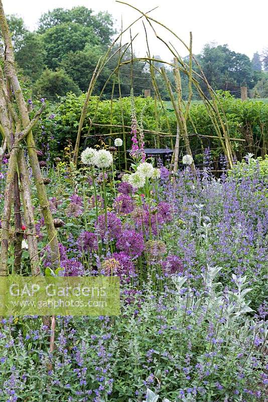 A rustic wigwam rises above Alliums 'Purple Rain', 'Mount Everest' and 'Miami', surrounded by perennials including Nepeta - Catmint. 
