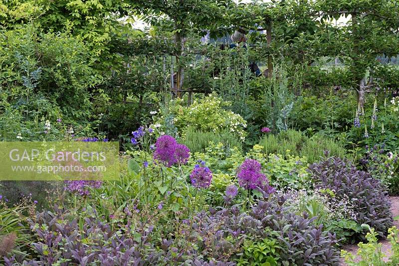 A screen of espaliered apple trees at the back of a bed of alliums, sage, Lavandula, Lupin and Alchemilla.