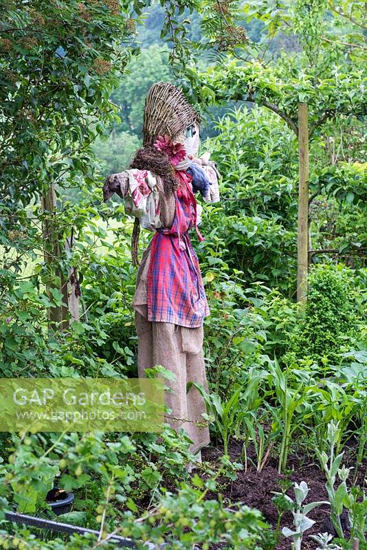 In a small vegetable garden, a scarecrow wards birds off fruit and vegetables.